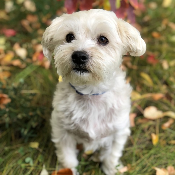 Meet your Posher, Amanda - Picture 1 of 1